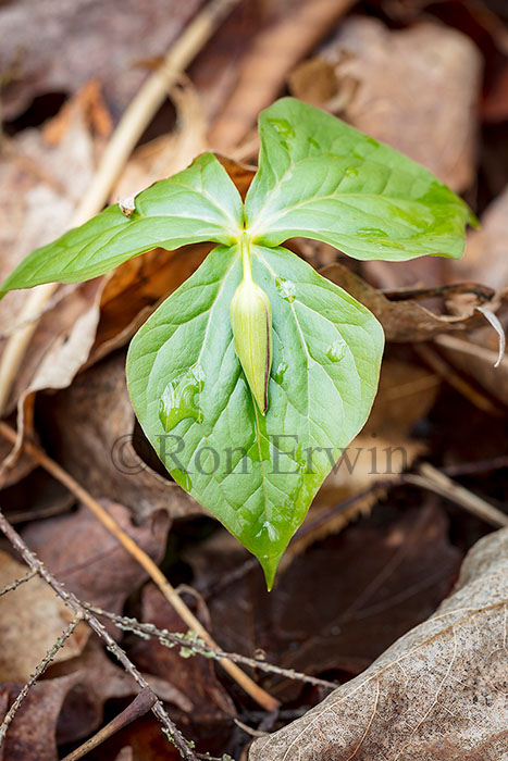 Red Trillium