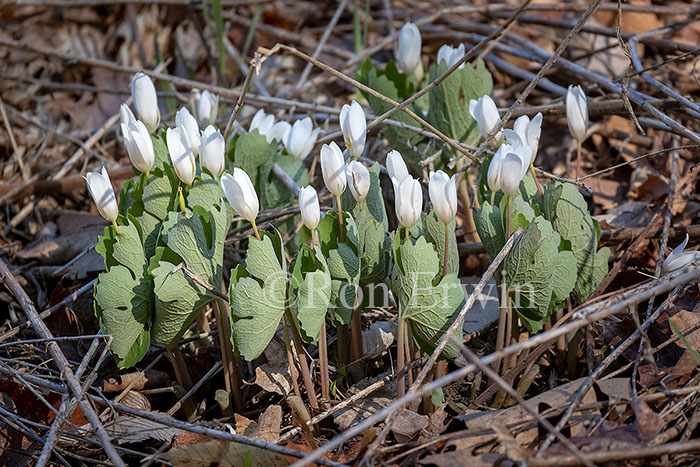 Bloodroot