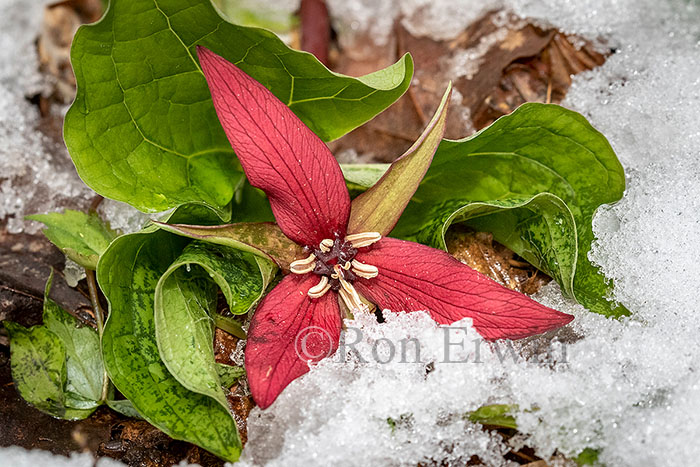 Red Trillium in Snow