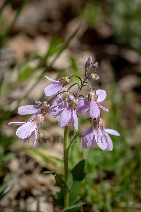 Purple Cress