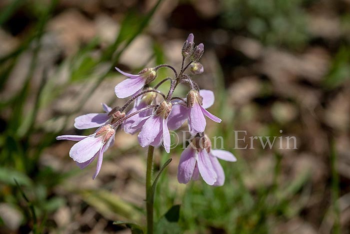 Purple Cress