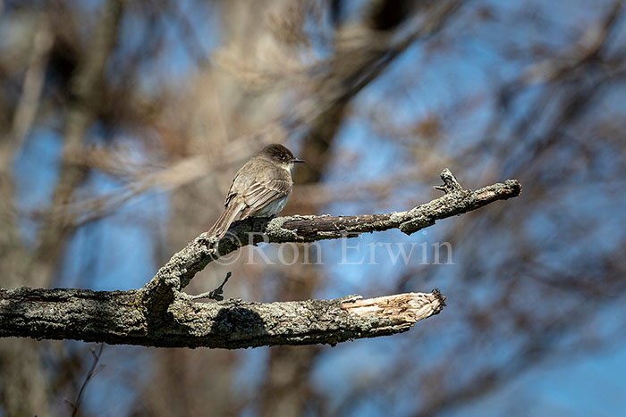 Eastern Phoebe