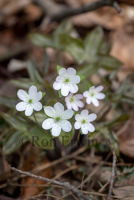 Sharp-lobed Hepatica