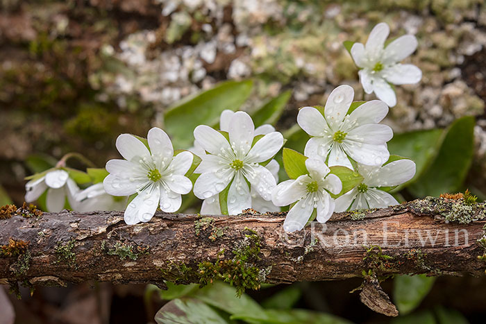 Sharp-lobed Hepatica