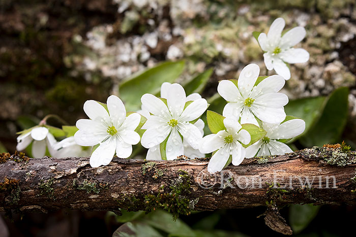 Sharp-lobed Hepatica