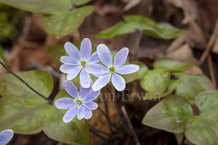Sharp-lobed Hepatica