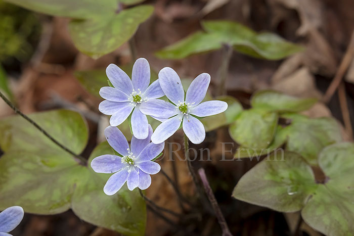 Sharp-lobed Hepatica