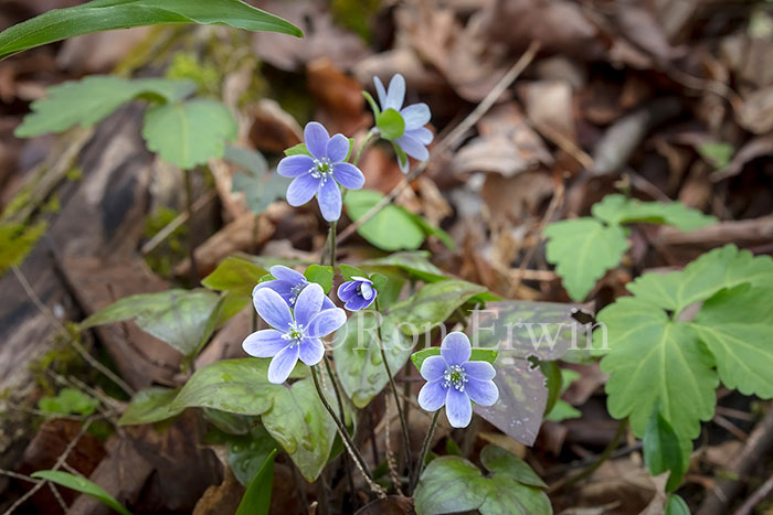 Sharp-lobed Hepatica