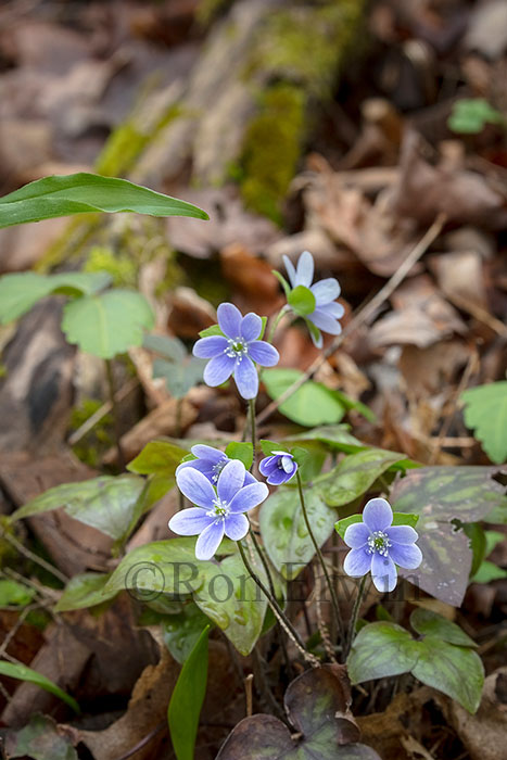 Sharp-lobed Hepatica
