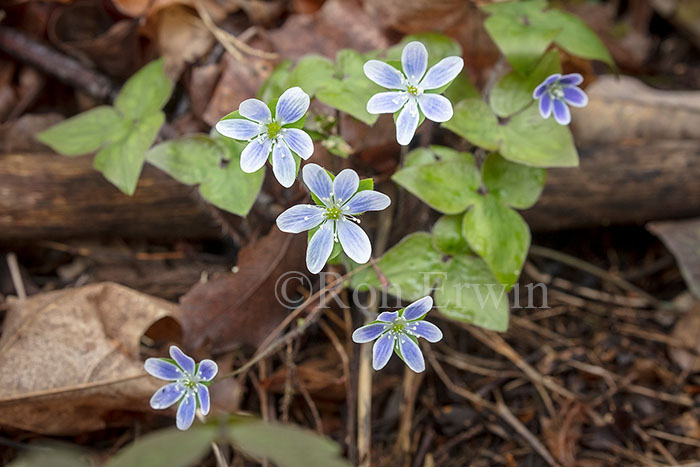 Sharp-lobed Hepatica