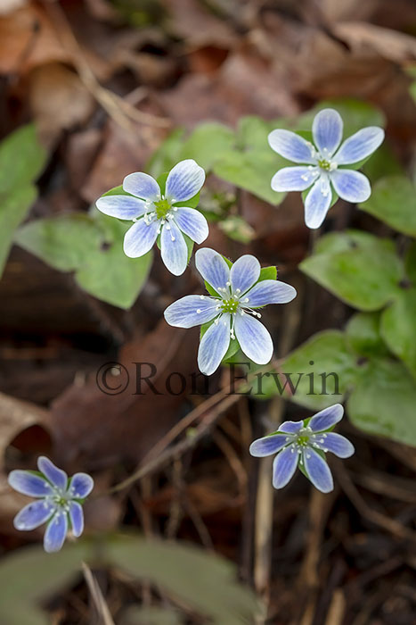 Sharp-lobed Hepatica