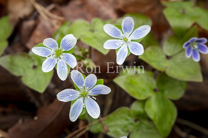 Sharp-lobed Hepatica