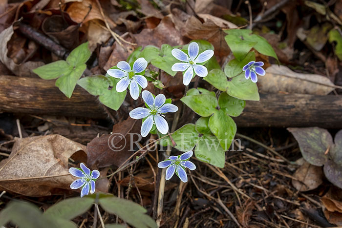 Sharp-lobed Hepatica