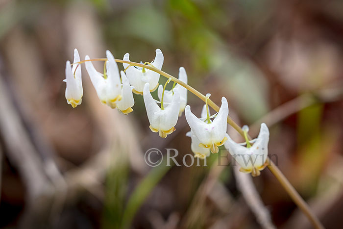 Dutchman's Breeches