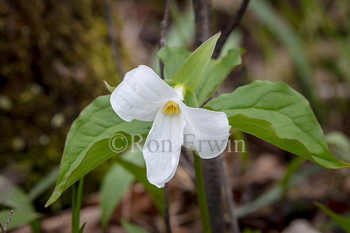 White Trillium