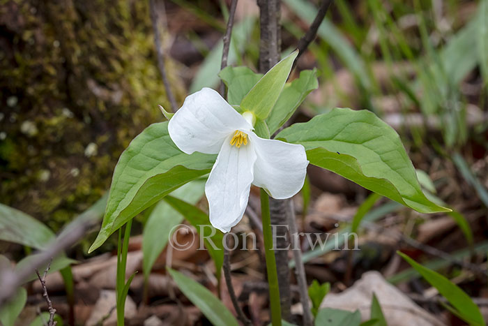 White Trillium