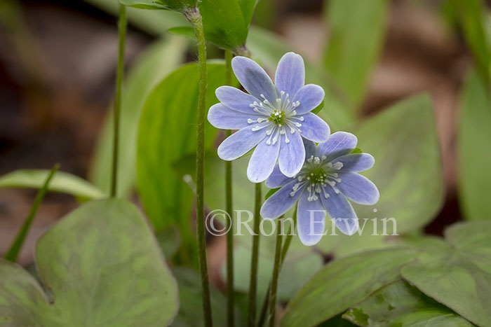 Sharp-lobed Hepatica