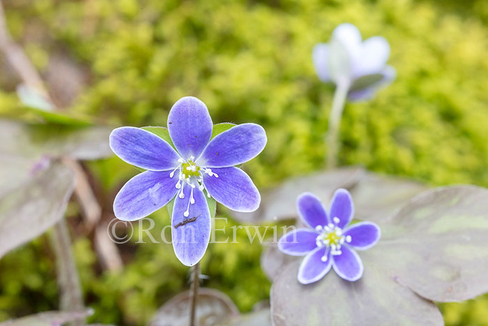 Sharp-lobed Hepatica