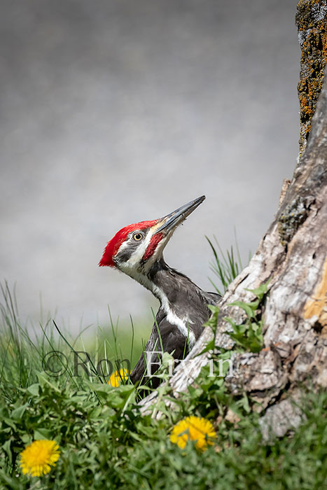 Pileated Woodpecker Male