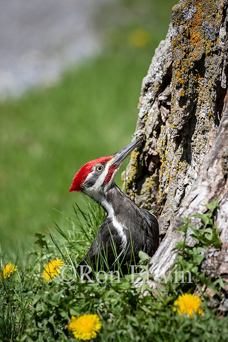 Pileated Woodpecker Male