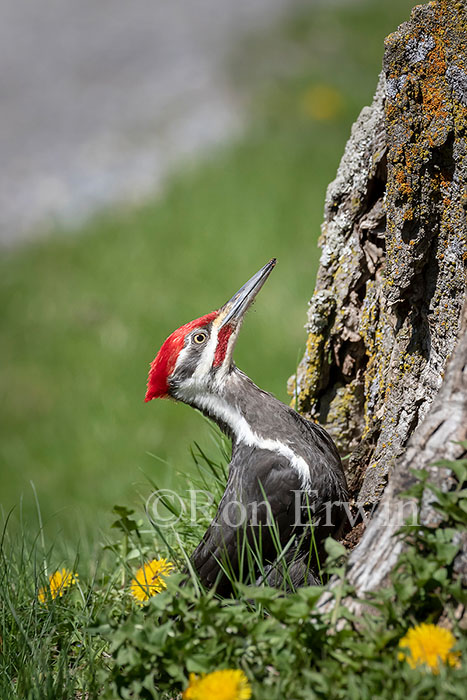Pileated Woodpecker Male