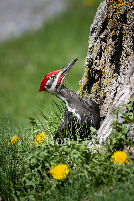 Pileated Woodpecker Male