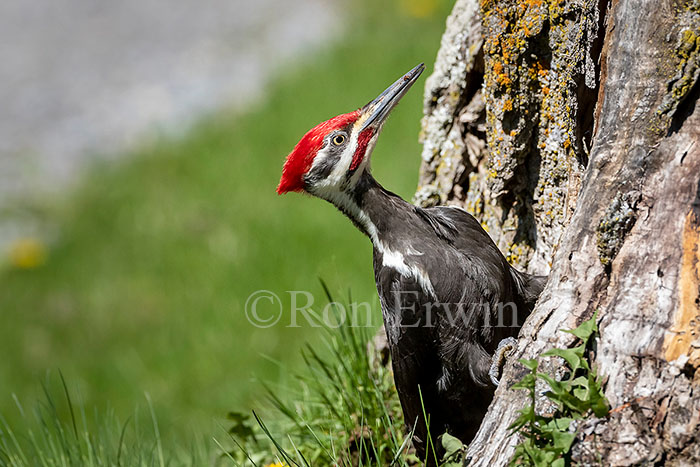 Pileated Woodpecker Male