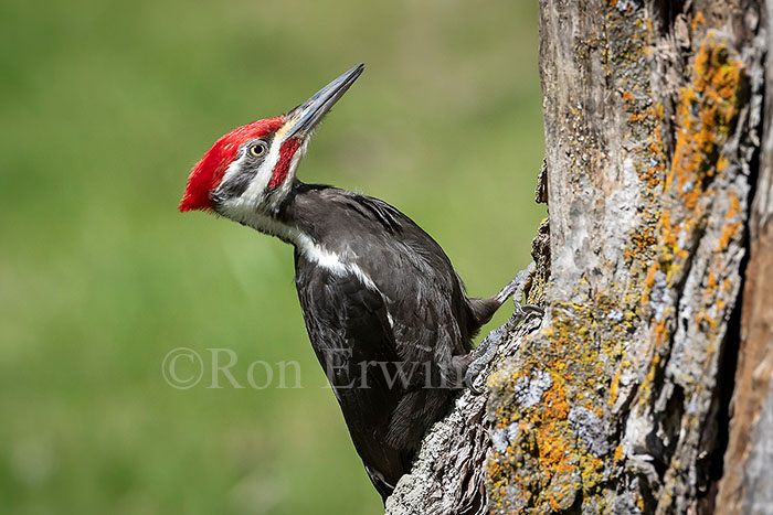 Pileated Woodpecker Male