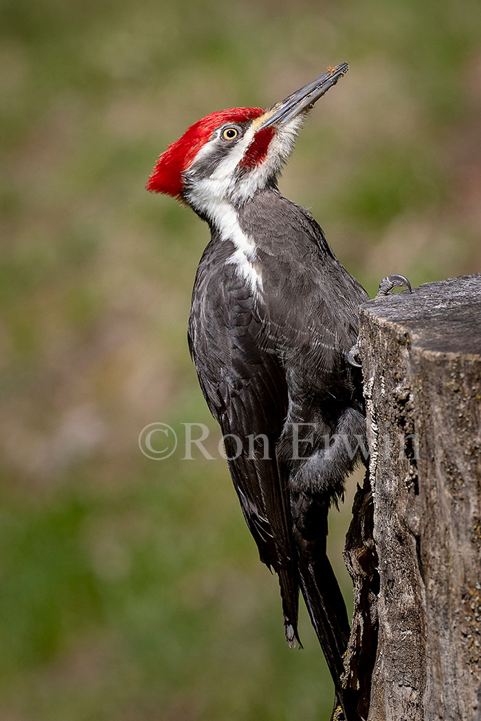 Pileated Woodpecker Male