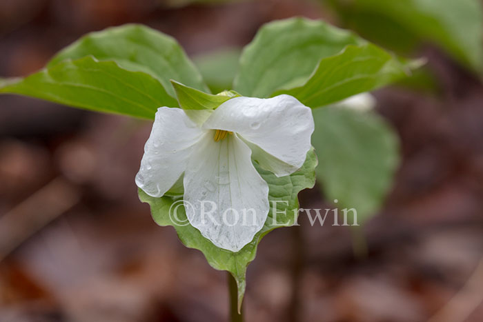 White Trillium