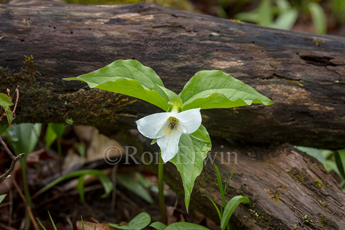 White Trillium