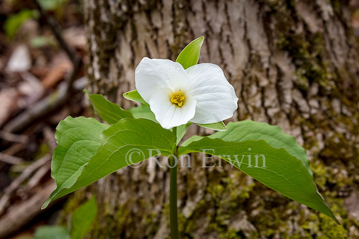 White Trillium