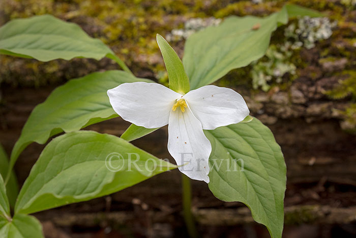 White Trillium