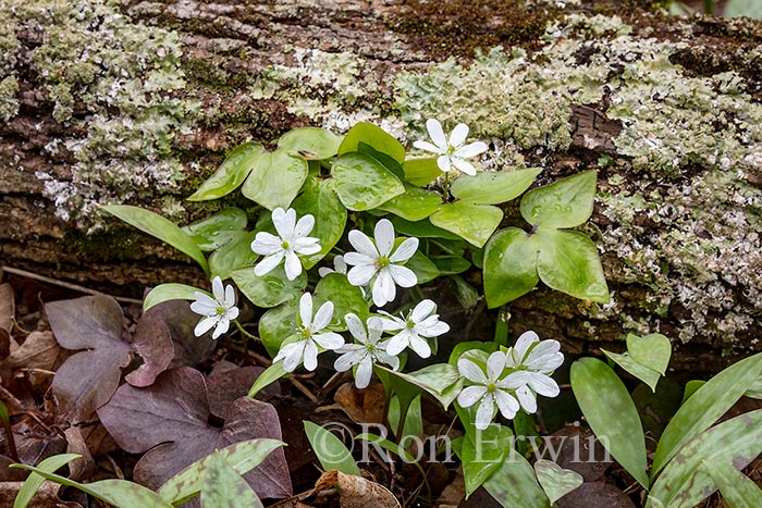 Sharp-lobed Hepatica