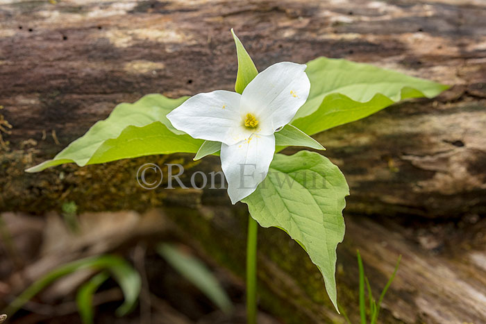 White Trillium