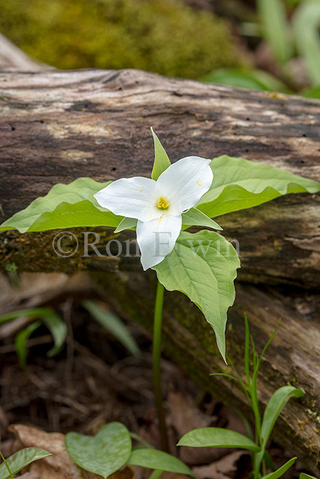 White Trillium