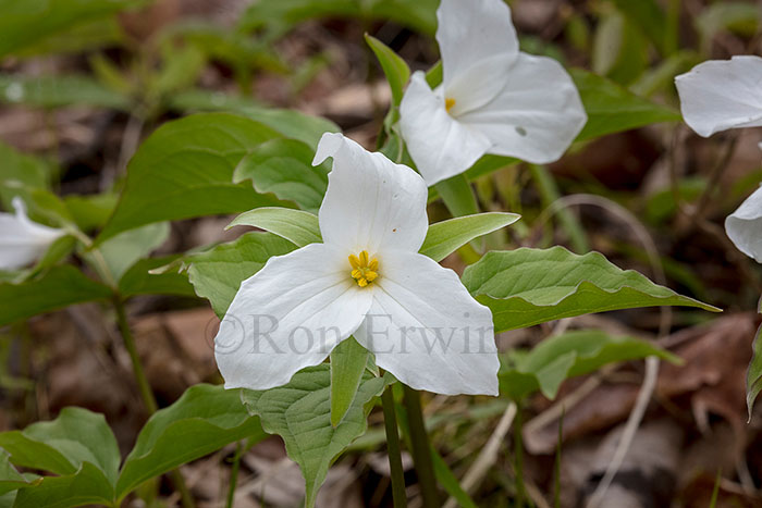 White Trillium
