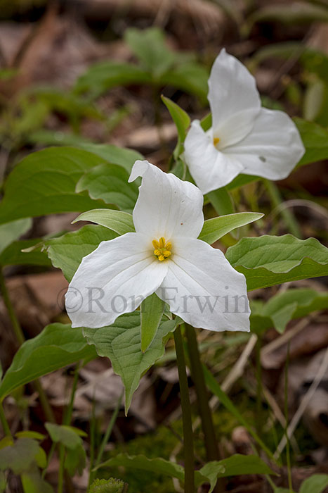 White Trillium