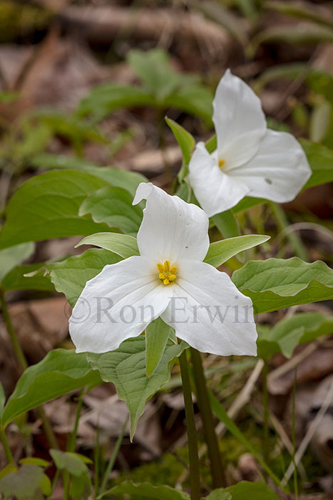 White Trillium