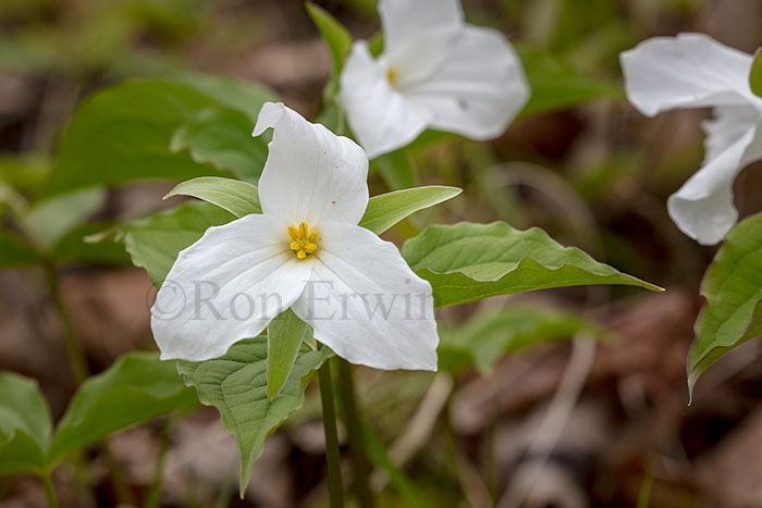 White Trillium