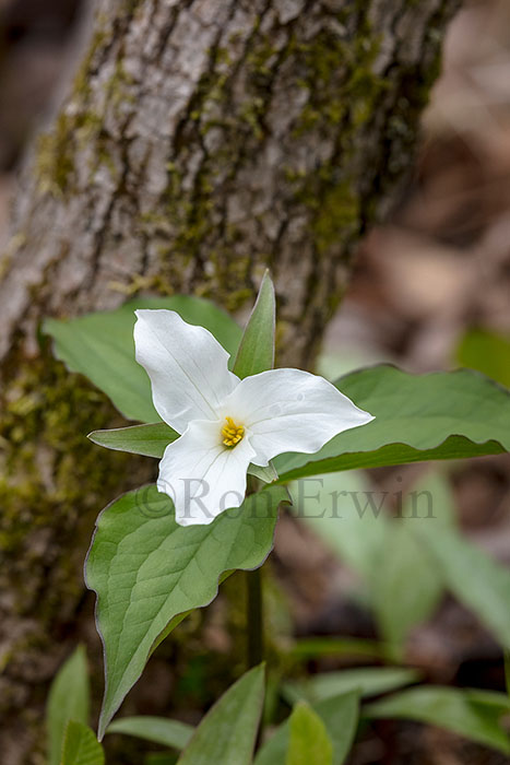 White Trillium