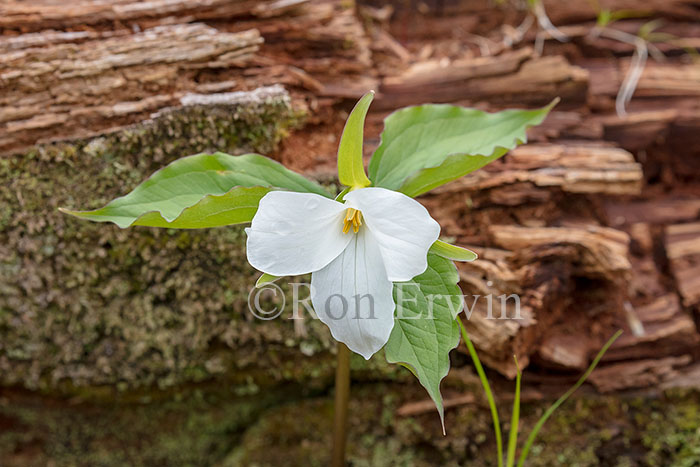 White Trillium