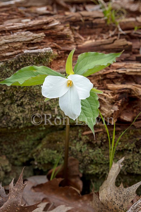 White Trillium