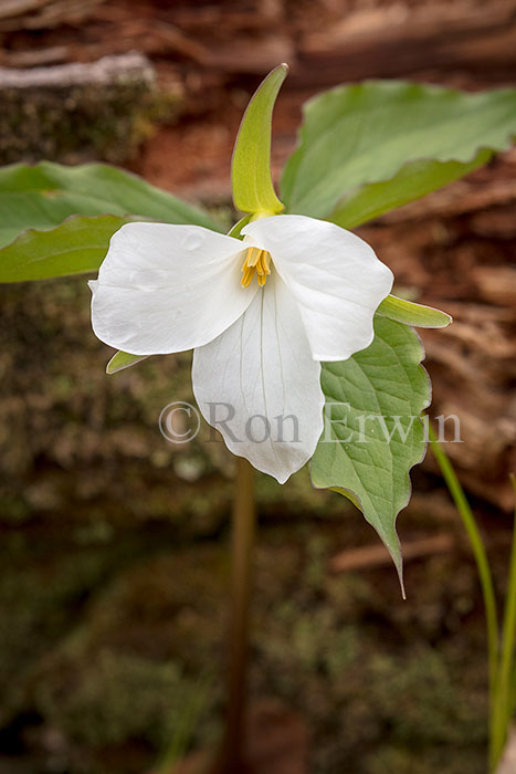 White Trillium