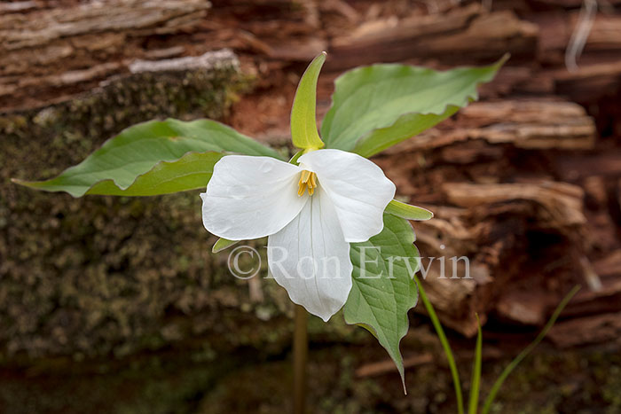 White Trillium