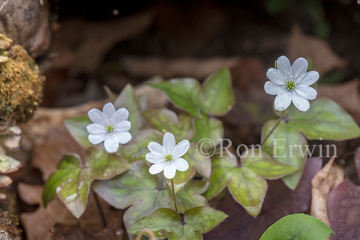 Sharp-lobed Hepatica