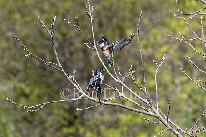 Belted Kingfisher Pair