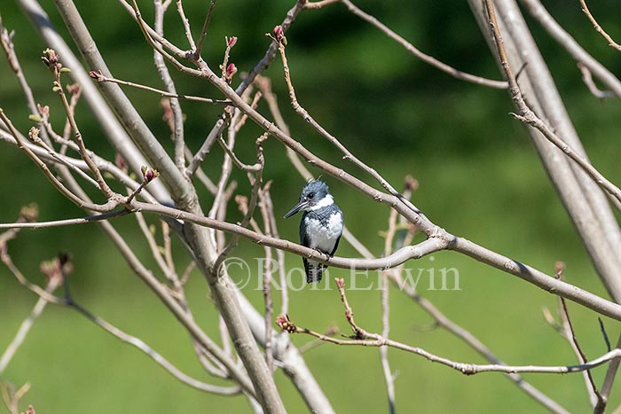 Belted Kingfisher Male