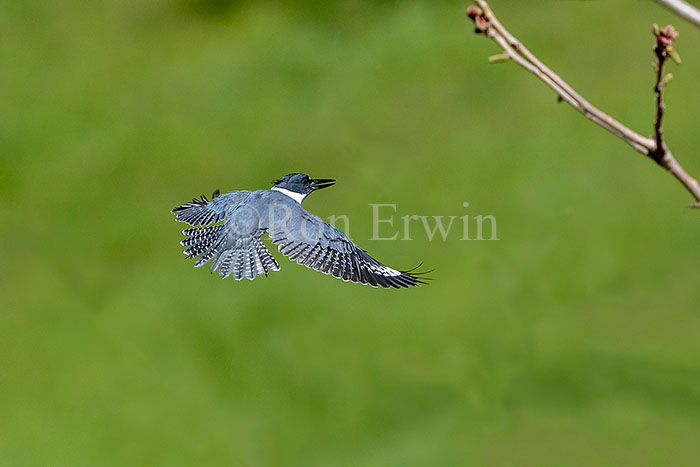 Belted Kingfisher Male