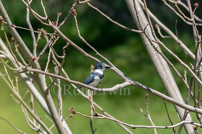 Belted Kingfisher Male